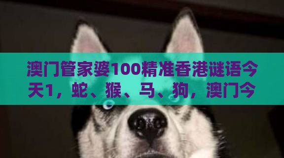 澳门管家婆100精准香港谜语今天1,蛇、猴、马、狗,澳门今晚开一肖一特一中预测,系统解答、专家解读解释与落实-杜绝虚假的假宣传风