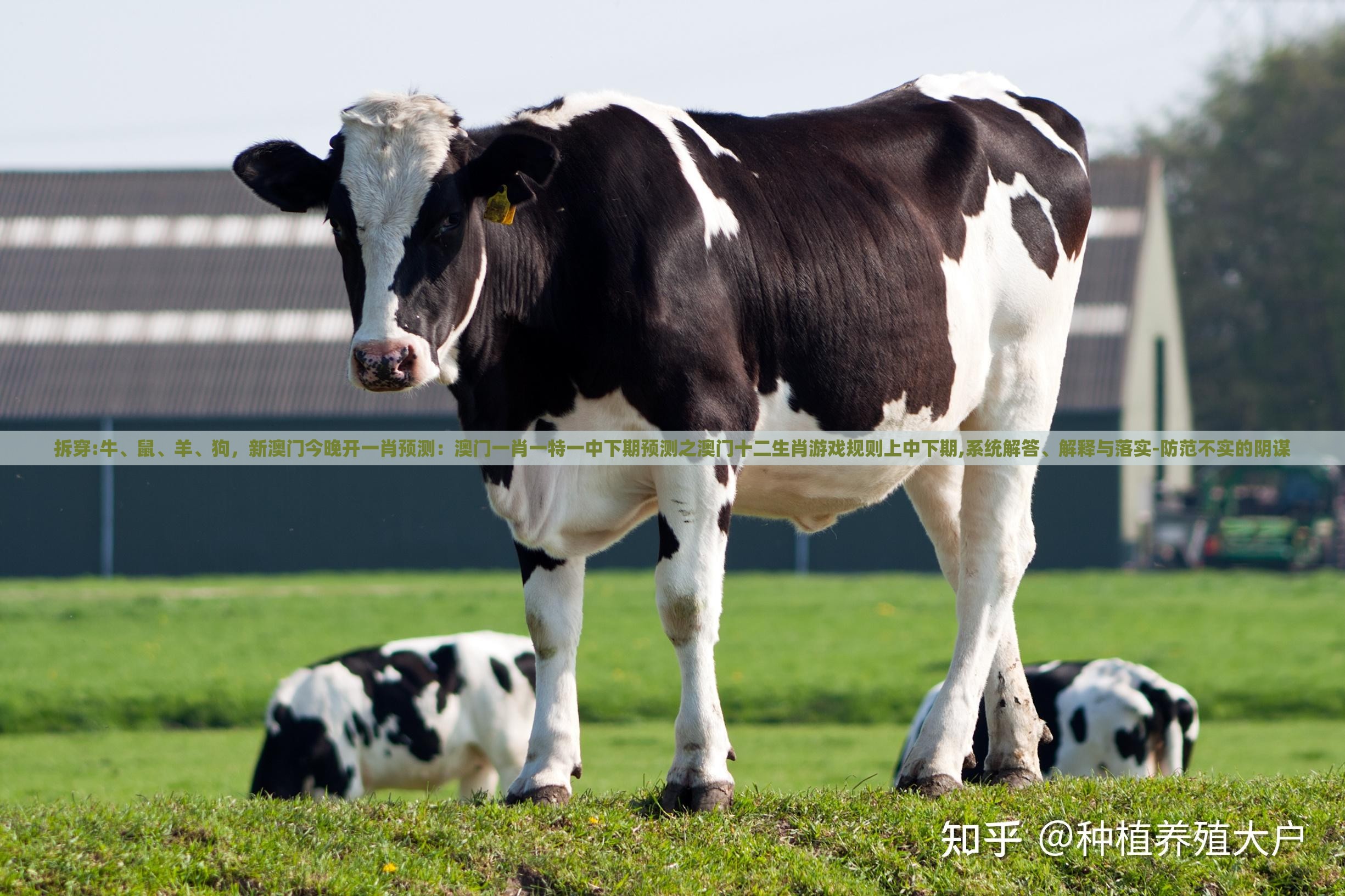 拆穿:牛、鼠、羊、狗，新澳门今晚开一肖预测：澳门一肖一特一中下期预测之澳门十二生肖游戏规则上中下期,系统解答、解释与落实-防范不实的阴谋