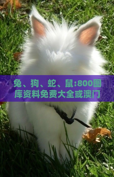 兔、狗、蛇、鼠:800图库资料免费大全或澳门一码一特一中预测免费,效率解读、专家解读解释与落实-留心虚假渲染