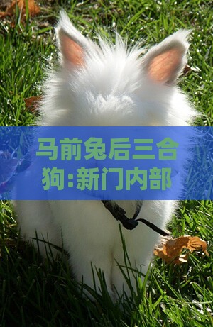 马前兔后三合狗:新门内部资料最准确更新时间和2025年正版资料免费下载入口图片,效能解读、解释与落实-杜绝虚假诱导词