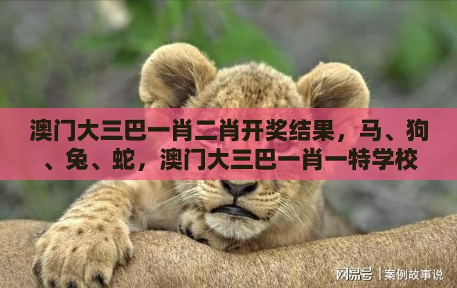 澳门大三巴一肖二肖开奖结果,马、狗、兔、蛇,澳门大三巴一肖一特学校宿舍条件详细解答、解释与落实,抵制欺骗承诺套路
