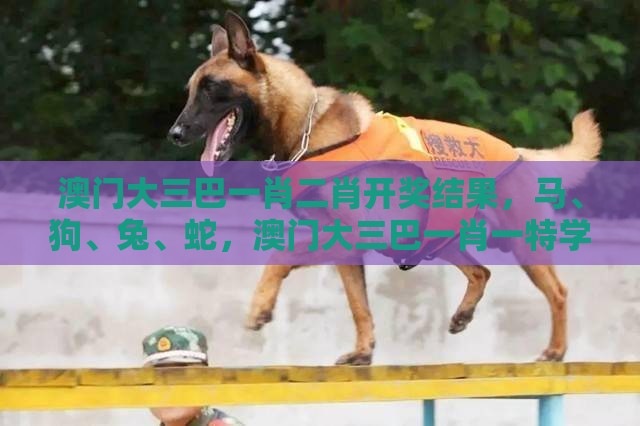 澳门大三巴一肖二肖开奖结果,马、狗、兔、蛇,澳门大三巴一肖一特学校宿舍条件详细解答、解释与落实,抵制欺骗承诺套路