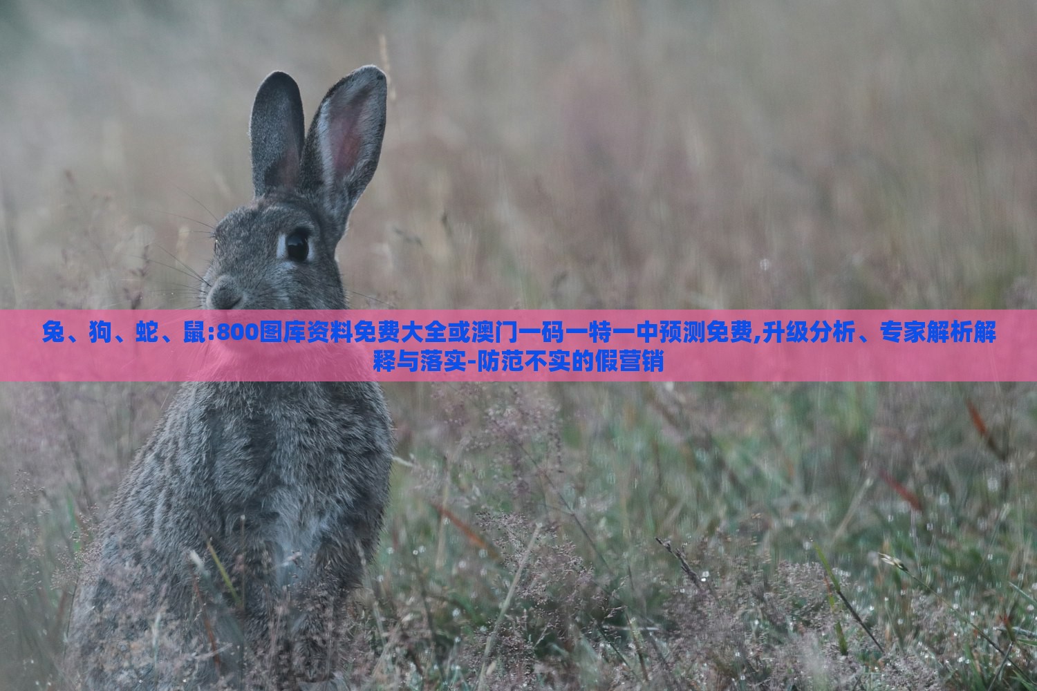 兔、狗、蛇、鼠:800图库资料免费大全或澳门一码一特一中预测免费,升级分析、专家解析解释与落实-防范不实的假营销