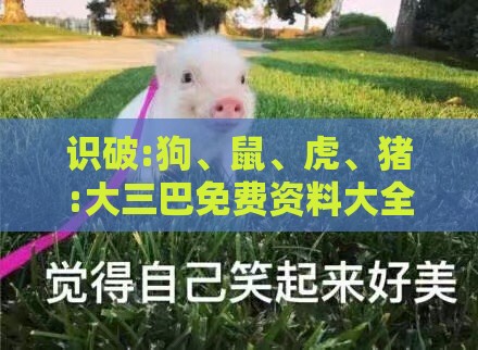 识破:狗、鼠、虎、猪:大三巴免费资料大全使用教程详解及新门内部资料最准确更新时间和远离误导的言辞-标准分析、专家解析解释与落实