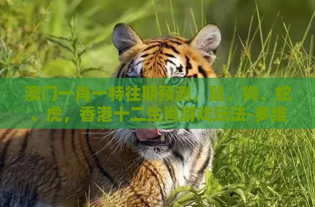 澳门一肖一特往期预测，鼠、狗、蛇、虎，香港十二生肖游戏玩法-多维释义、解释与落实,防范不实推销骗局