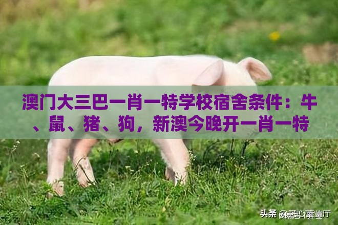澳门大三巴一肖一特学校宿舍条件：牛、鼠、猪、狗，新澳今晚开一肖一特预测和神算子,新奥今晚一肖一码预测和警惕迷惑性推广,升级分析、解释与落实