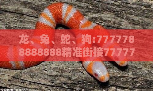 龙、兔、蛇、狗:7777788888888精准街接77777888888与2025澳门正版免费资本车真和规避虚假包装危害-全链释义、专家解析解释与落实