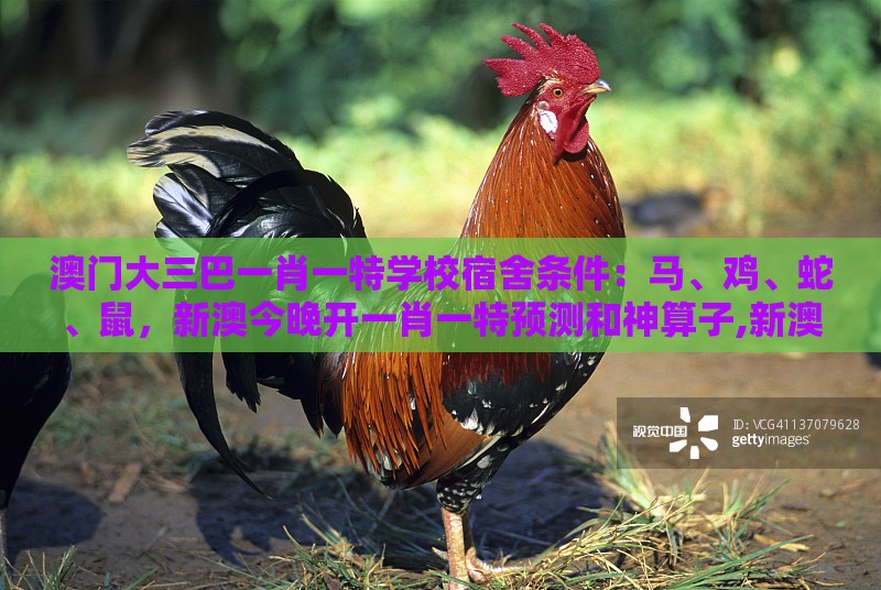 澳门大三巴一肖一特学校宿舍条件：马、鸡、蛇、鼠，新澳今晚开一肖一特预测和神算子,新澳门六天天开好彩预测准不准-可持续解读、解释与落实,谨防虚假美化陷阱